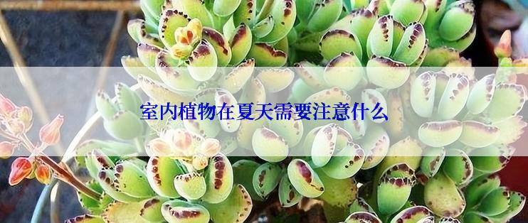 室内植物在夏天需要注意什么