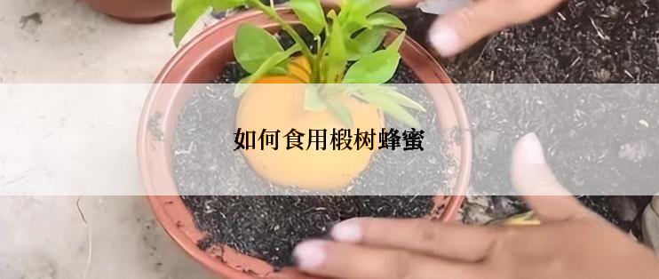 如何食用椴树蜂蜜