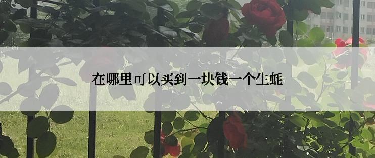 在哪里可以买到一块钱一个生蚝