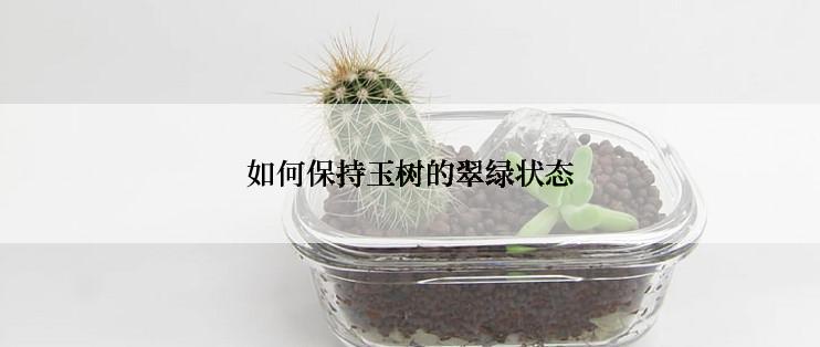 如何保持玉树的翠绿状态