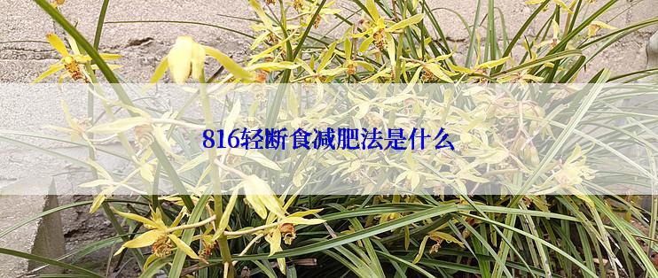 816轻断食减肥法是什么