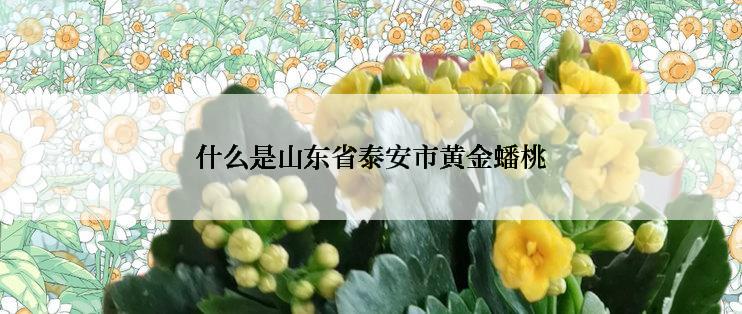 什么是山东省泰安市黄金蟠桃