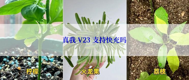 真我 V23 支持快充吗