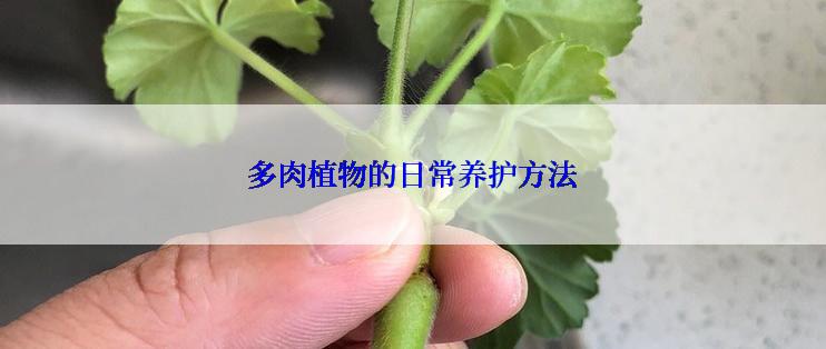 多肉植物的日常养护方法