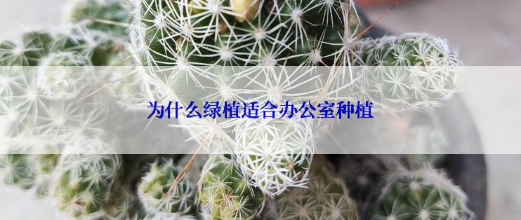 为什么绿植适合办公室种植