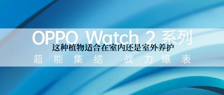  这种植物适合在室内还是室外养护