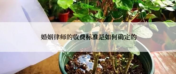  婚姻律师的收费标准是如何确定的