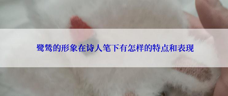  鹭鸶的形象在诗人笔下有怎样的特点和表现