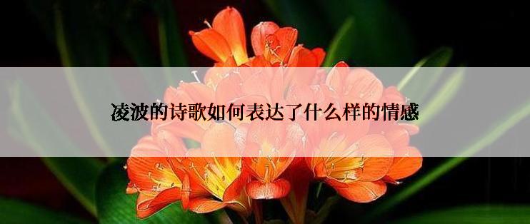 凌波的诗歌如何表达了什么样的情感