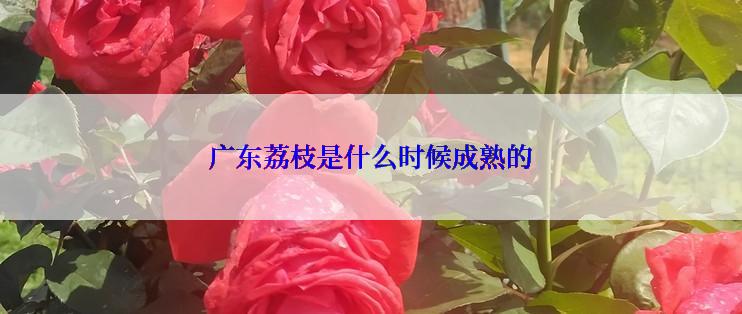 广东荔枝是什么时候成熟的