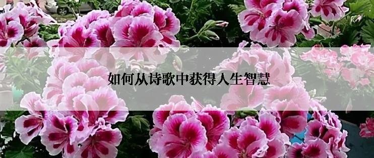  如何从诗歌中获得人生智慧